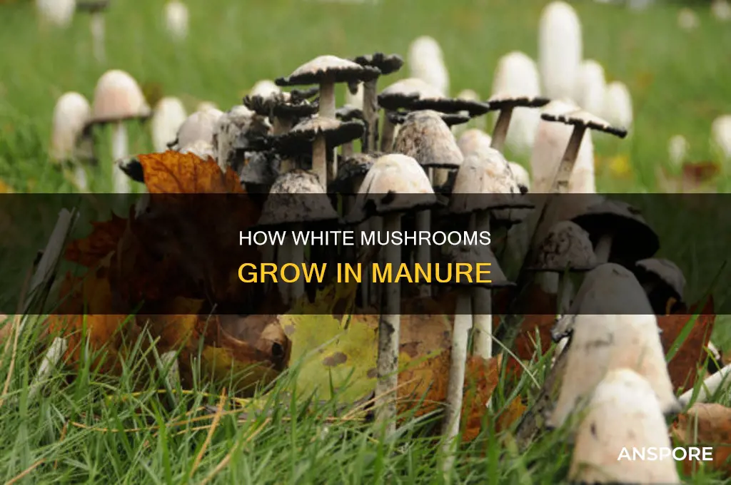 are white mushrooms grown in manure