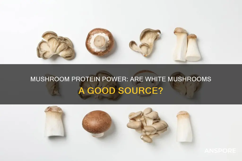 are white mushrooms high in protein