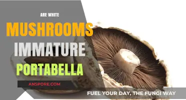 White Mushrooms: Portabella's Immature Form?