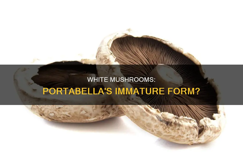 are white mushrooms immature portabella