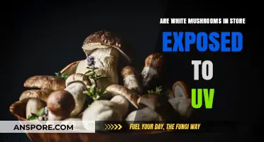 UV Treatment: Are Store-Bought White Mushrooms Safe?
