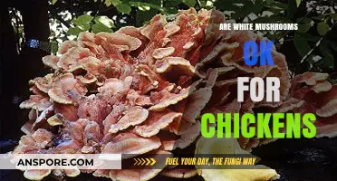 White Mushrooms: Safe Treat or Toxic for Chickens?
