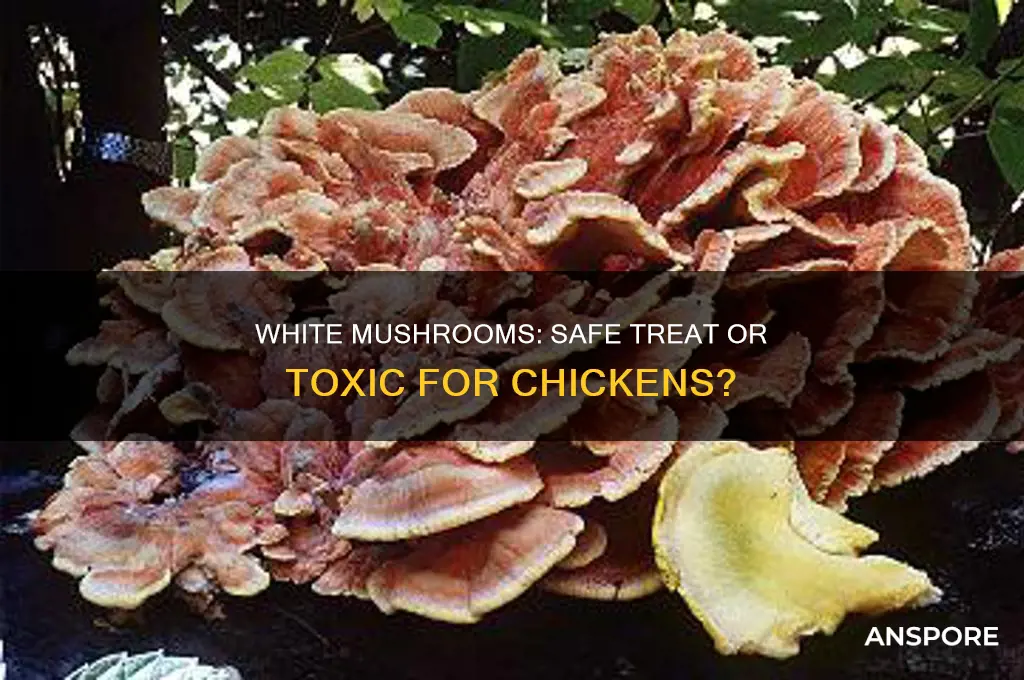 are white mushrooms ok for chickens