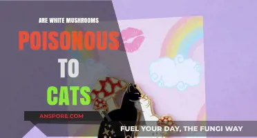 Are White Mushrooms Poisonous to Cats? Facts and Safety Tips