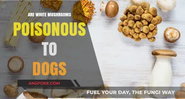 Are White Mushrooms Poisonous to Dogs? Essential Safety Tips