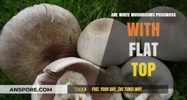 Are Flat-Top White Mushrooms Poisonous? A Comprehensive Guide