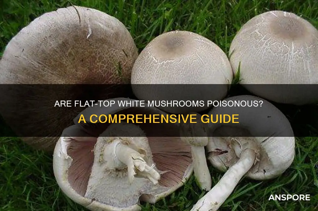 are white mushrooms poisonous with flat top