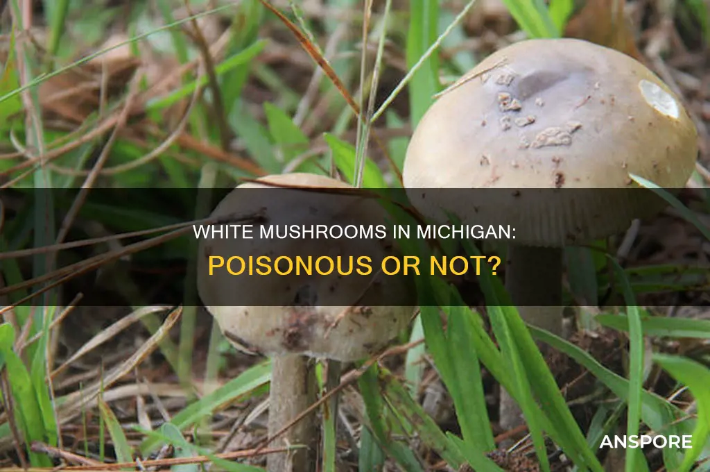 are white mushrooms poisous in michigan