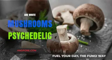 Psychedelic White Mushrooms: What You Need to Know