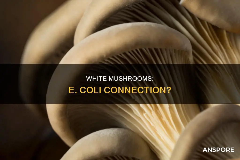 are white mushrooms related to e coli
