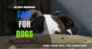 Are White Mushrooms Safe for Dogs? A Pet Owner's Guide