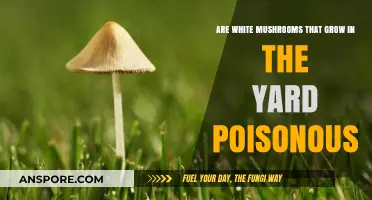 Are Yard-Grown White Mushrooms Safe or Poisonous?