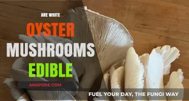 Are White Oyster Mushrooms Edible? A Safe Foraging Guide