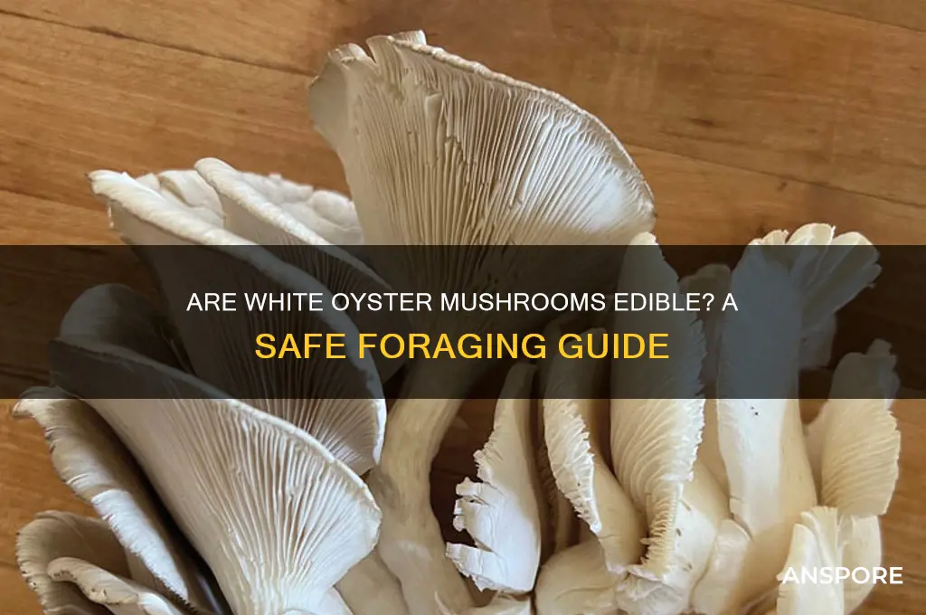 are white oyster mushrooms edible