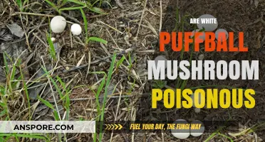 Are White Puffball Mushrooms Poisonous? A Comprehensive Guide to Safety