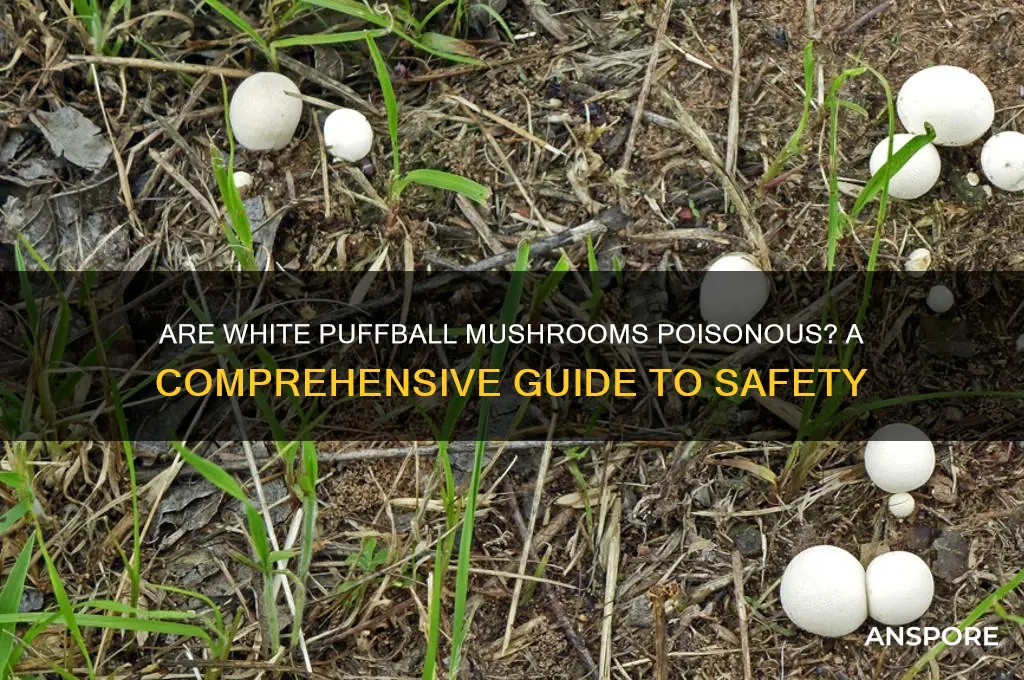 are white puffball mushrooms poisonous