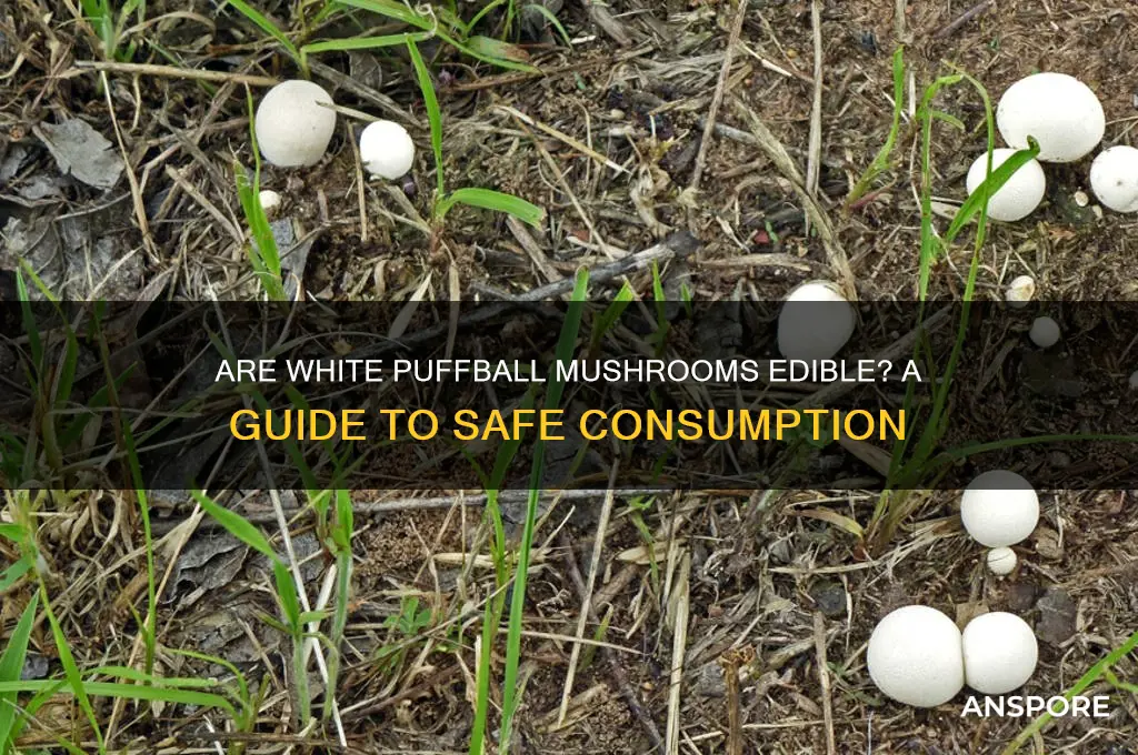 are white puffball mushrooms safe to eat