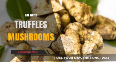 White Truffles: Mushroom Mystique Explained