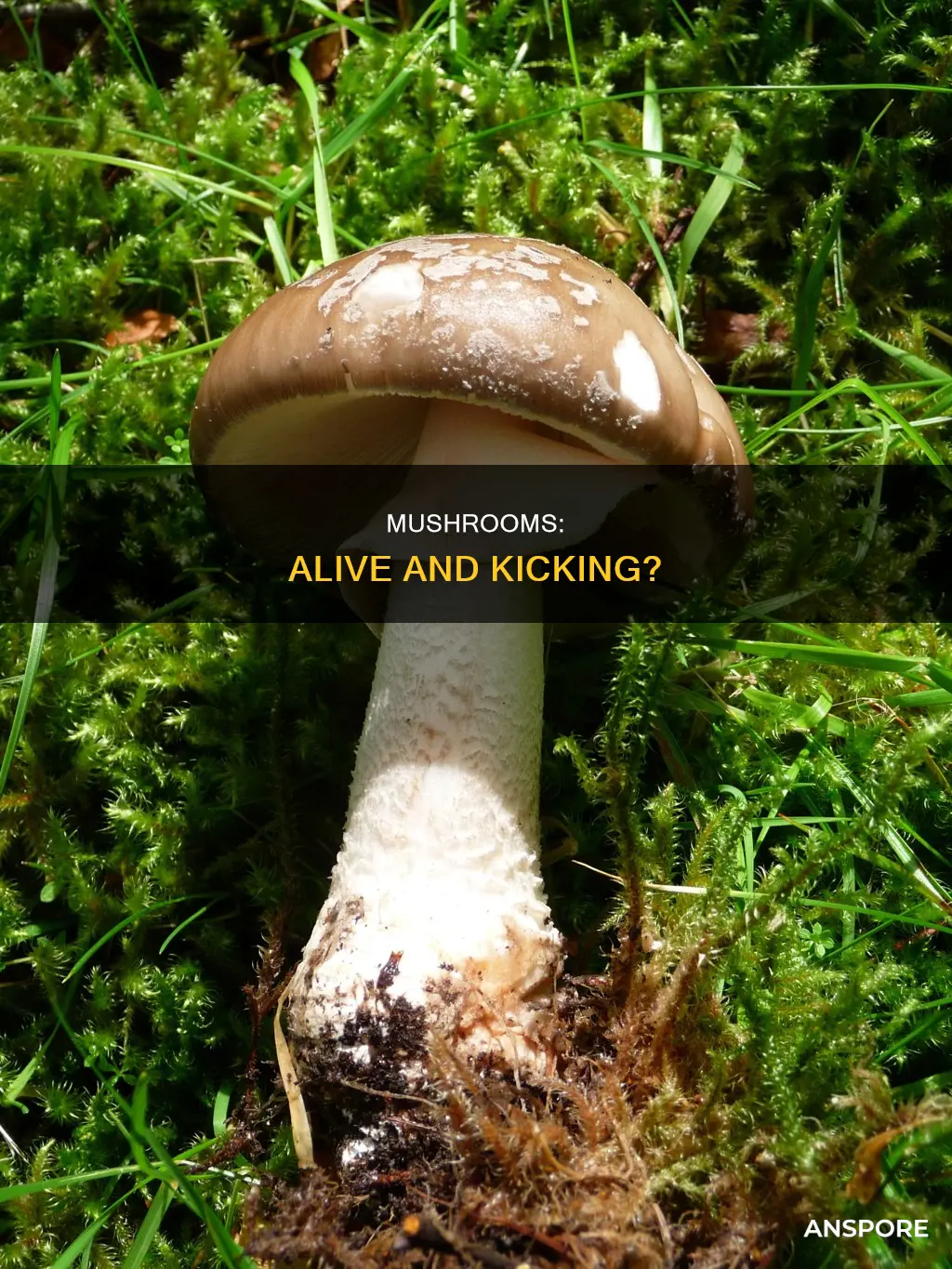 are whole mushrooms alive
