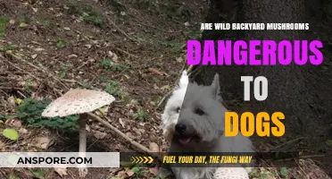 Mushroom Danger: Are Wild Backyard Fungi Toxic to Dogs?
