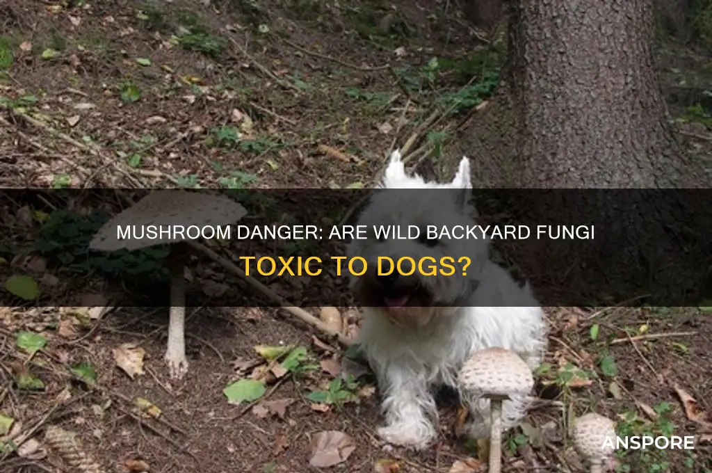are wild backyard mushrooms dangerous to dogs