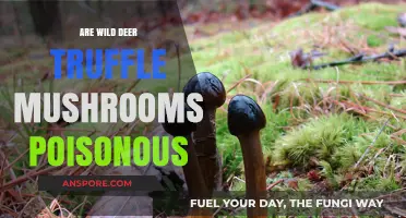 Are Wild Deer Truffle Mushrooms Poisonous? Facts and Safety Tips