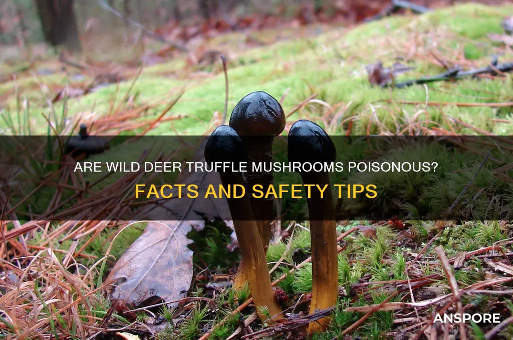 are wild deer truffle mushrooms poisonous