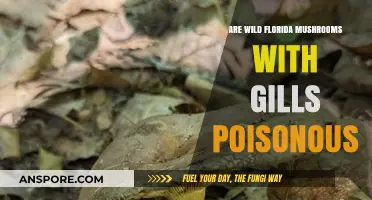 Are Florida's Wild Gilled Mushrooms Safe or Poisonous?