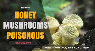 Wild Honey Mushrooms: Are They Poisonous or Safe to Eat?