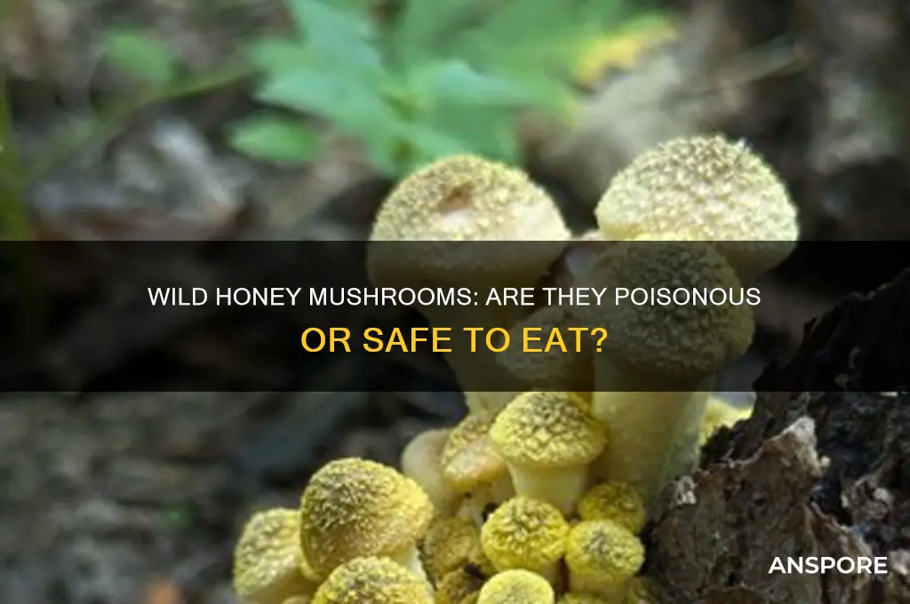 are wild honey mushrooms poisonous
