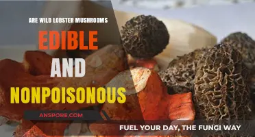 Wild Lobster Mushrooms: Edible, Nonpoisonous, or Unsafe to Eat?