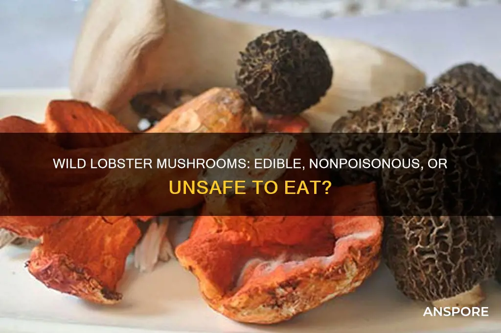 are wild lobster mushrooms edible and nonpoisonous