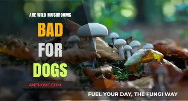 Wild Mushrooms and Dogs: Risks, Symptoms, and Safety Tips