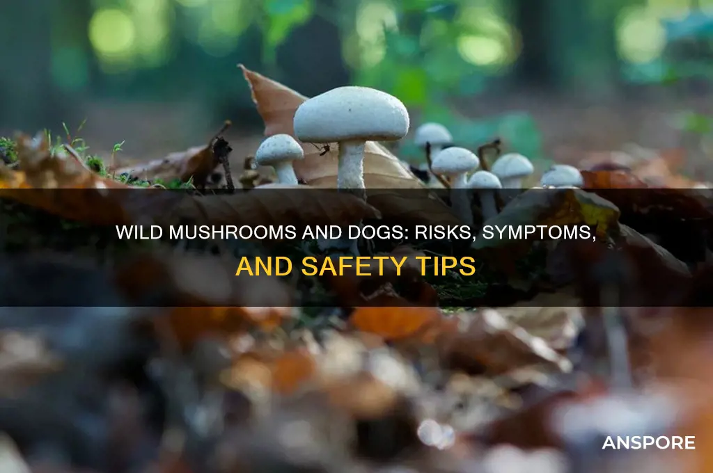 are wild mushrooms bad for dogs