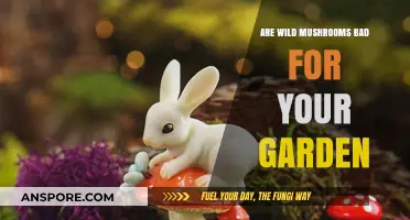 Wild Mushrooms in Gardens: Harmful or Harmless for Your Plants?