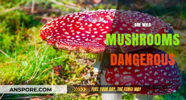Wild Mushrooms: Are They Safe or Poisonous?