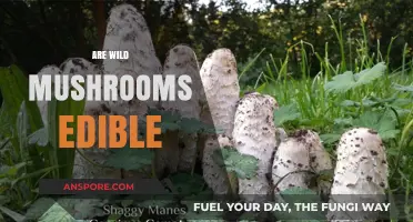 Exploring the Edibility of Wild Mushrooms: Risks, Rewards, and Safety Tips