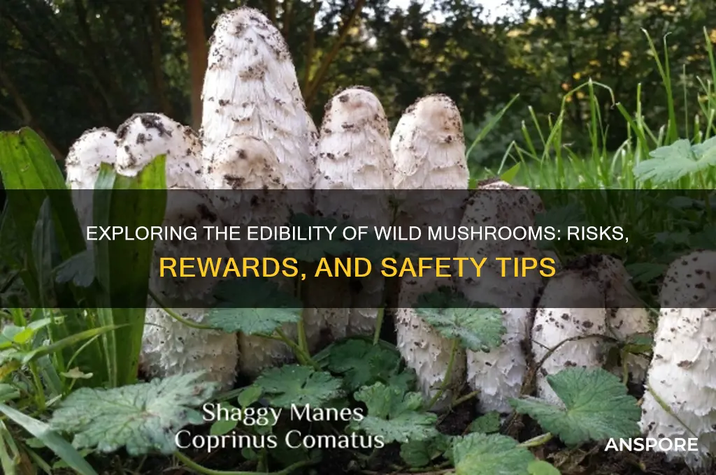 are wild mushrooms edible
