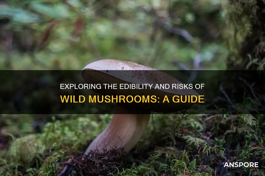 are wild mushrooms good to eat