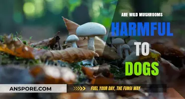 Wild Mushrooms and Dogs: Potential Dangers and Safety Tips