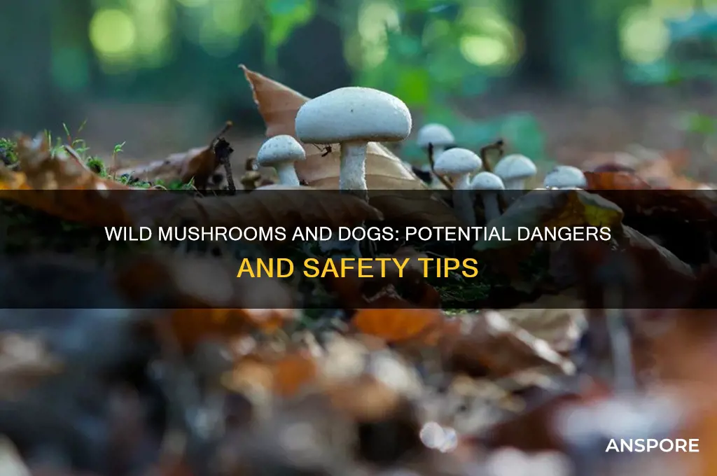 are wild mushrooms harmful to dogs