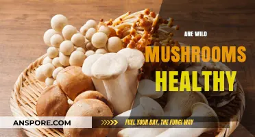 Mushroom Power: Nature's Superfood