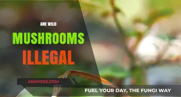 Mushroom Foraging: Legal or Not?