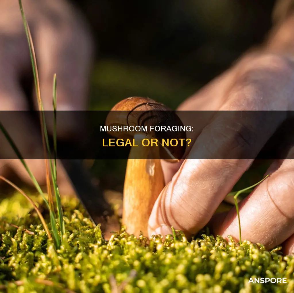 are wild mushrooms illegal