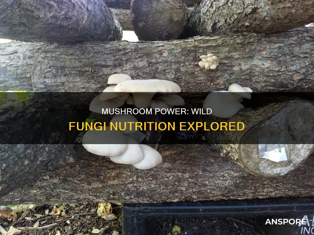 are wild mushrooms nutritious