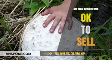Mushroom Foraging: Safe to Sell?