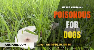 Wild Mushrooms and Dogs: Poisonous Risks and Safety Tips