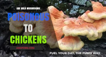 Can Chickens Safely Eat Wild Mushrooms? Risks and Precautions Explained