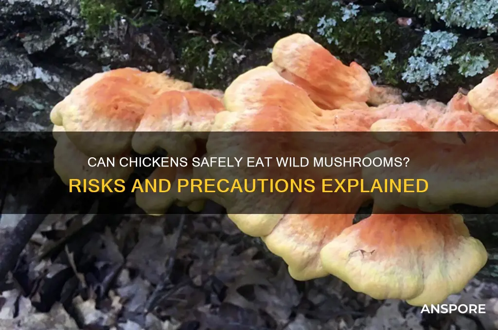 are wild mushrooms poisonous to chickens
