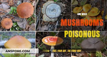 Wild Mushrooms: Poisonous or Safe? A Forager's Guide to Identification